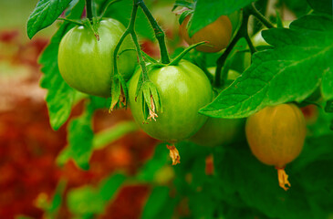 Green unripe tomatoes grow on a branch. It is a lot of vegetables. Bush farmer's harvest