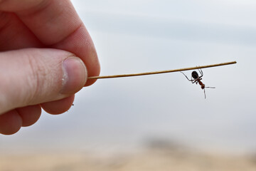 ant hanging on a straw