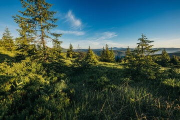 A tree in the middle of a field