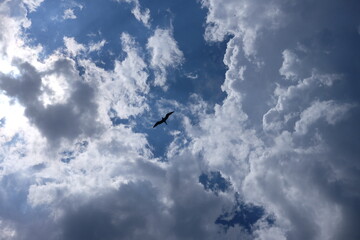 Seagull silhouette in blue sky clouds. Seagull flying in blue sky in a sunny day