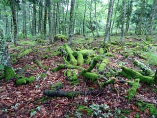 Sous bois