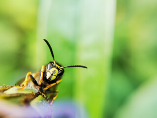 Common Wasp head, tarsus and antennae.