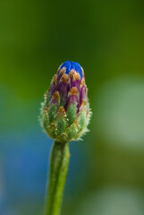 Cornflower bud details on beautiful blurred background