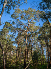 Tall Timber vert