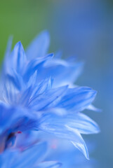 Blue cornflower petals in macro. Floral abstract background