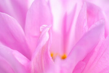 Pink flower petals. Floral abstract background