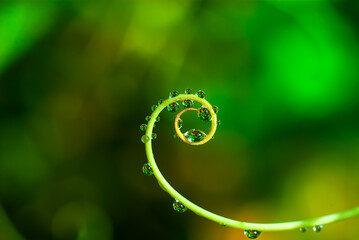 Gentle curl of a green pea plant with the water droplets. Macro closeup
