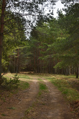 Obraz premium a small path in the pine forest
