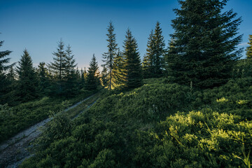 A tree in a forest