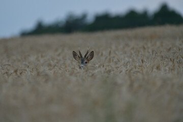 The head of a roe deer with antlers protrudes from the grain