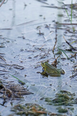 frog in a lake
