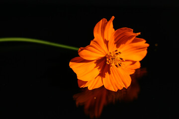 orange flower on black background