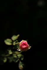Young pink rose is blooming