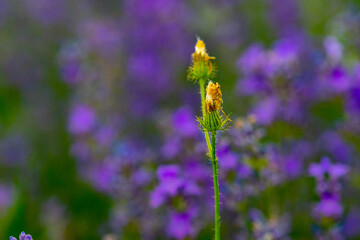 Beautiful fragrant lavender flowers on the green plain with multicolored flowers and white bicycle is the decoration