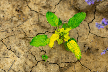 Beautiful fragrant lavender flowers on the green plain with multicolored flowers and white bicycle is the decoration