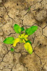 Beautiful fragrant lavender flowers on the green plain with multicolored flowers and white bicycle is the decoration