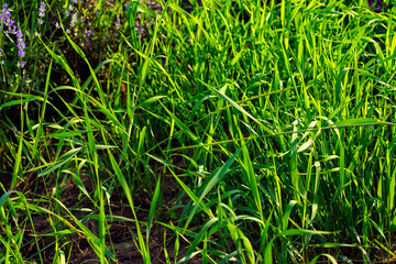 Beautiful fragrant lavender flowers on the green plain with multicolored flowers and white bicycle is the decoration