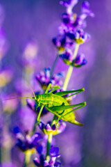 Beautiful fragrant lavender flowers on the green plain with multicolored flowers and white bicycle is the decoration