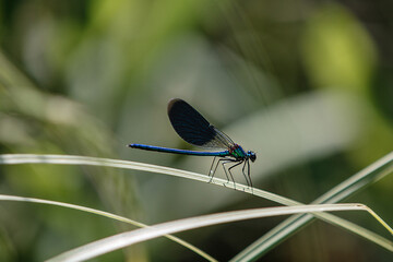 Blue dragonfly on leaf. Dragonfly close up with blurred background.

