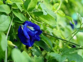 Butterfly Pea Flowers or Clitoria Ternatea in the garden. Can be used in cooking or beverages. 