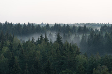 Panoramic view from the height on dark spruce forest in the fog