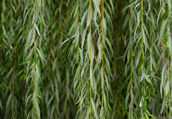 Leaves texture, natural background. Weeping willow leaves