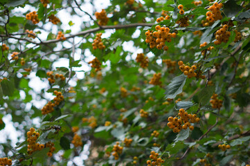 A large group of hawthorn berries on a tree. Lots of beautiful berries.