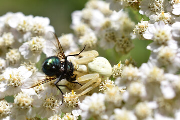 Veränderliche Krabbenspinne, Misumena vatia, spinne frisst Fliege, Goldfliege, Lucilia sericata, auf Schafgarbe wird gefressen, grausame Insektenwelt, fressen und gefressen werden, Jagd bei Insekten