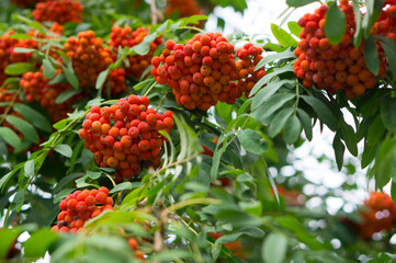 Large group of rowan berries on the tree. Lots of beautiful berries.