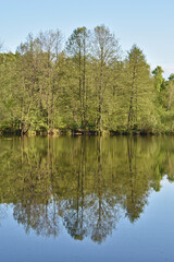 trees are reflected in a small lake