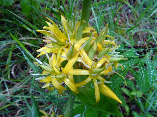 Fleurs de gentiane