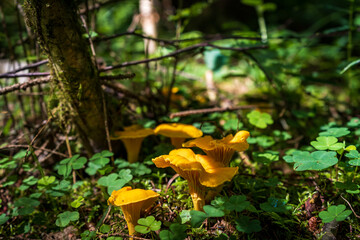 Chanterelle mushroom family in the forest