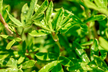 Dew on a bright green bush. Drops of water on a green bush