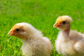 Hairless hen chick. Chickens close up. Chickens on green grass. Chikens farm