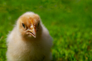 Yellow chick on green grass. Close up bird chick. Domestic chicken