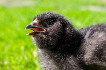 Black chicken on green grass in the field. Close up chicken. Cute black chicken