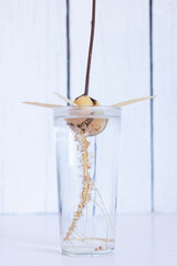 sprouted avocado pit in glass of water