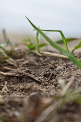 green grass leaves close-up
