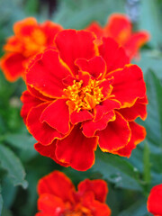 red-orange marigolds on a flower bed in the garden