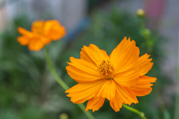 Yellow cosmos flower blooming in the garden.