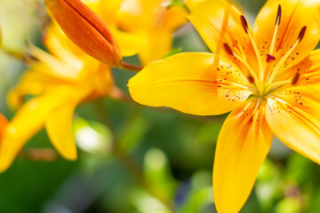 Yellow lilies. Two bright yellow flowers on a green natural background.
