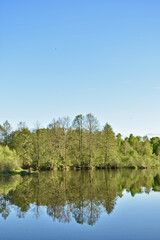 Fototapeta na wymiar trees are reflected in a small lake