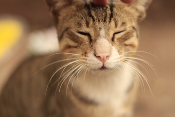 Indian Brown and white cat Expressions 