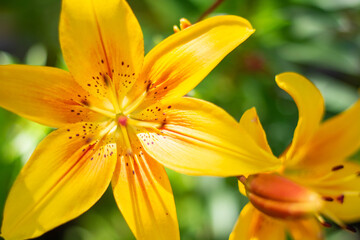 Yellow lilies. Two bright yellow flowers on a green natural background.