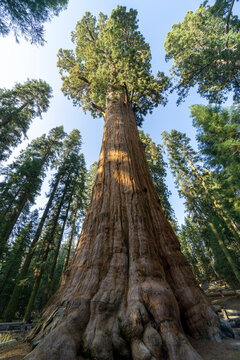 California, the Sequoia Park © Roberto
