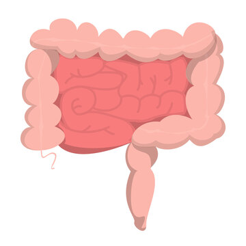 recommend clip art: Human intestine vector isolated. Internal organ, digestive system. Health and medicine concept. Healthy organs.
