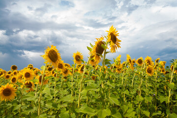 Sunflowers against a dark stormy sky