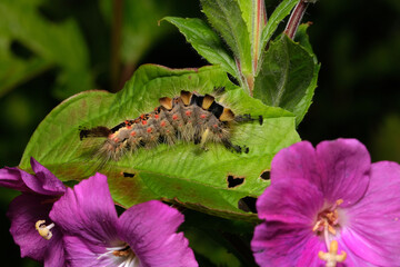 Orgyia antiqua, the rusty tussock moth or vapourer, is a moth in the family Erebidae. This is the caterpillar. hairs are toxic.