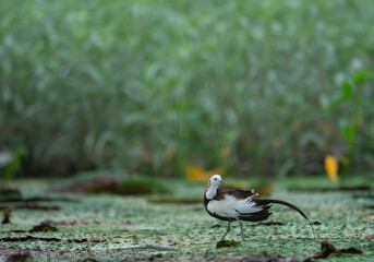 Pheasant-tailed Jacana