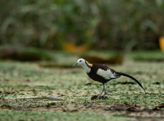 Pheasant-tailed Jacana